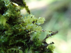 Chiloscyphus polyanthos