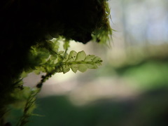 Chiloscyphus polyanthos