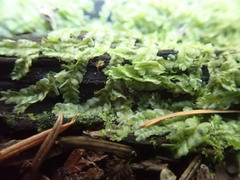 Chiloscyphus polyanthos