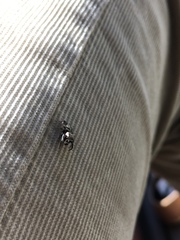 Metaphidippus