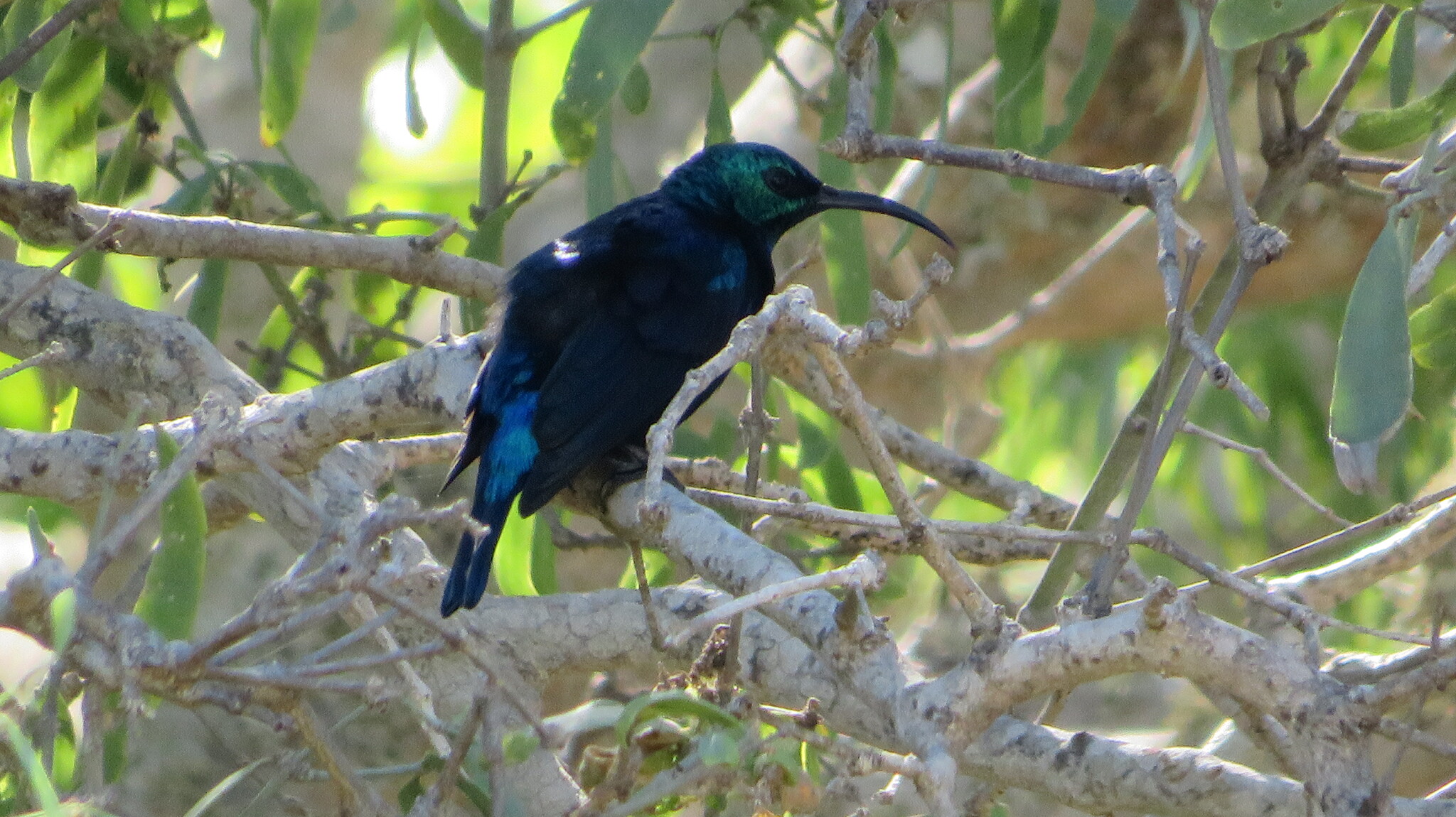 Malagasy Green Sunbird (Cinnyris notatus), photo 3