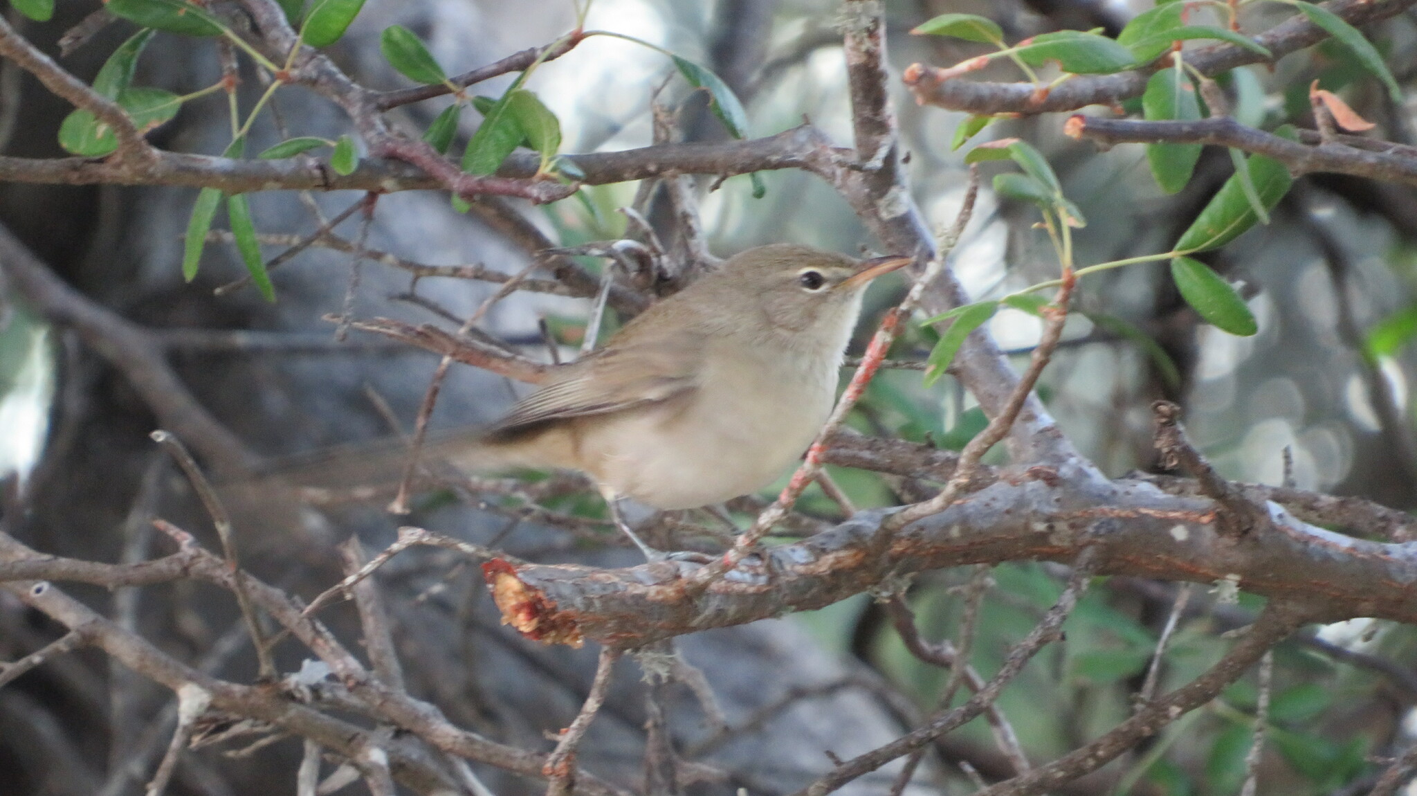Subdesert Brush Warbler (Nesillas lantzii), photo 1