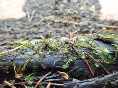 Amblystegium
