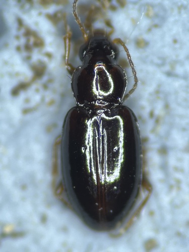 Elaphropus anthrax