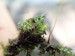 Amblystegium