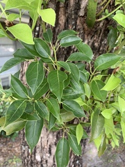 Ficus benjamina comosa