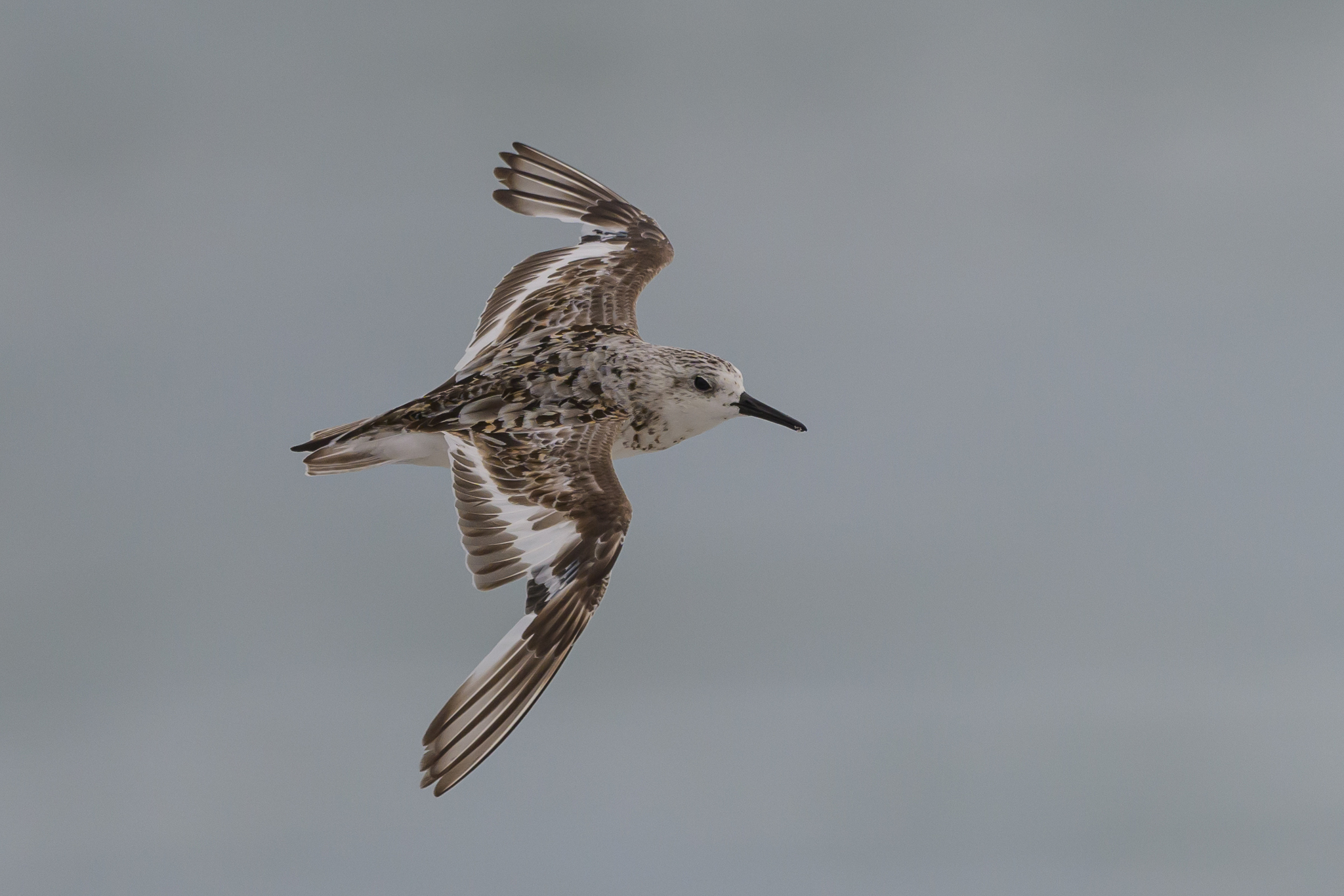 Sanderling