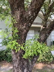 Ficus benjamina comosa