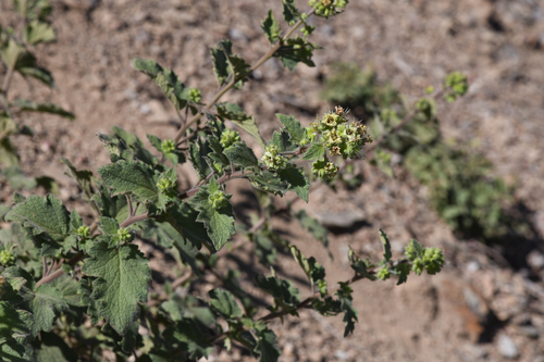 Damnation Pass Phacelia (Phacelia damnationensis)