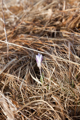 Crocus reticulatus