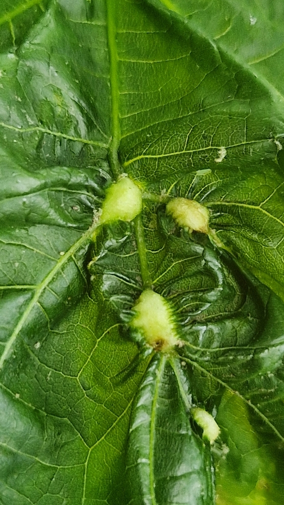 Lime Leaf-stalk Gall-midge