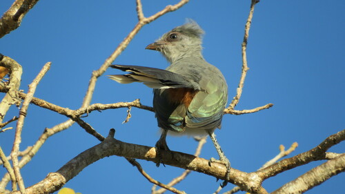 Crested Coua (Coua cristata), photo 9