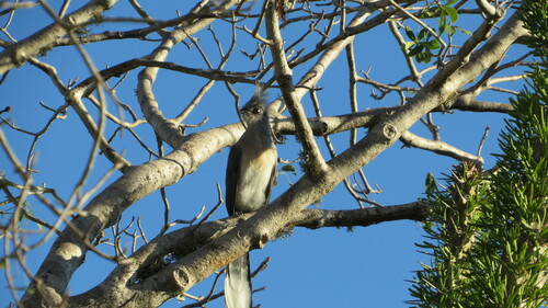 Crested Coua (Coua cristata), photo 10