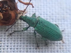 Phyllobius maculicornis