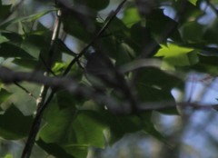 Vireo olivaceus