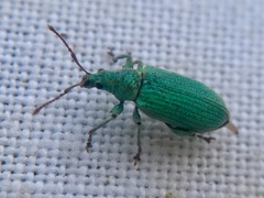 Phyllobius maculicornis