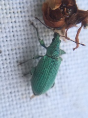 Phyllobius maculicornis