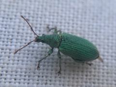Phyllobius maculicornis