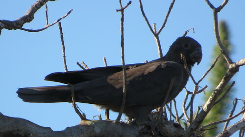 Greater Vasa Parrot (Coracopsis vasa), photo 4