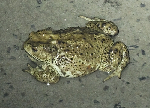 Asiatic Toad