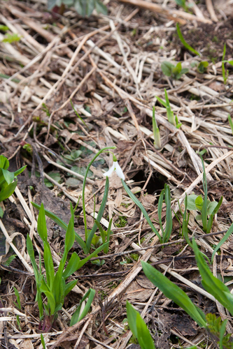 Galanthus alpinus (Galanthus alpinus)