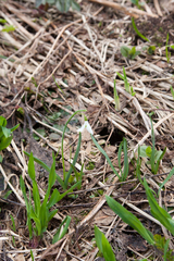 Galanthus alpinus