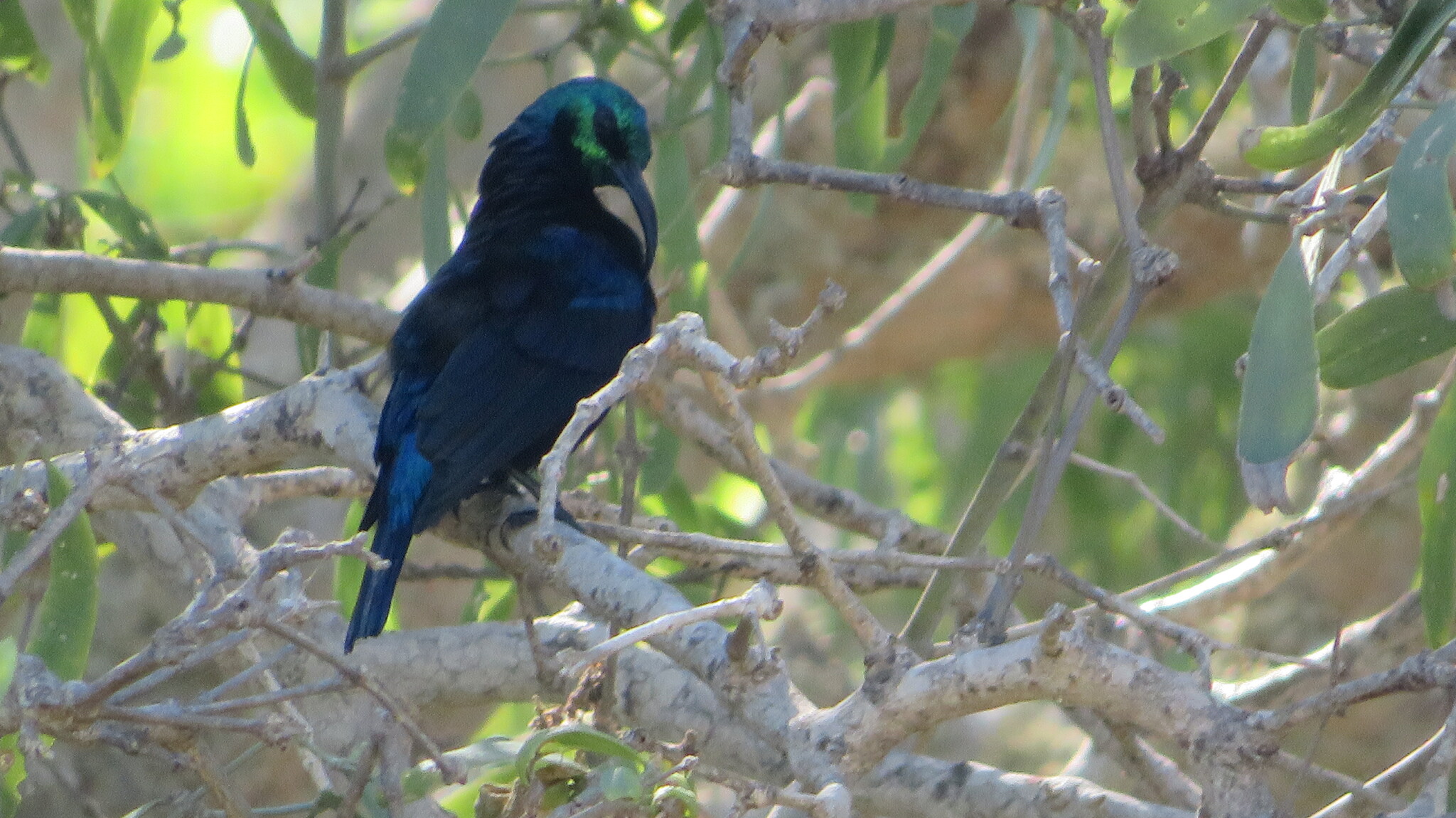 Malagasy Green Sunbird (Cinnyris notatus), photo 4