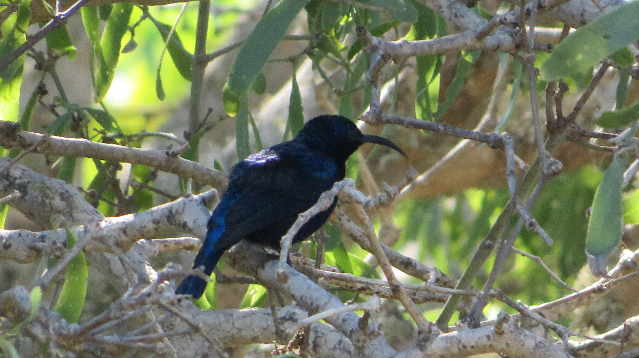 Malagasy Green Sunbird (Cinnyris notatus), photo 5