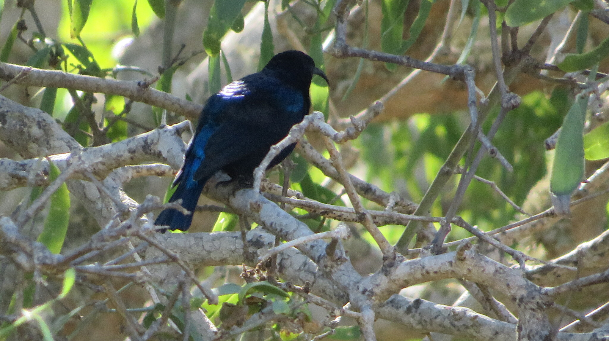 Malagasy Green Sunbird (Cinnyris notatus), photo 6