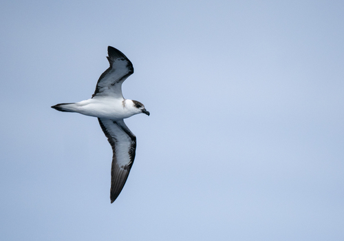 Petrel antillano (Pterodroma hasitata)