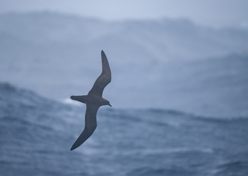 iNaturalist image