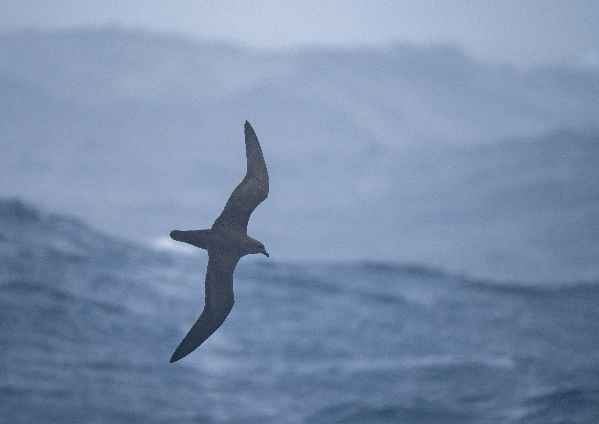 Trindade Petrel (Pterodroma arminjoniana), photo 5