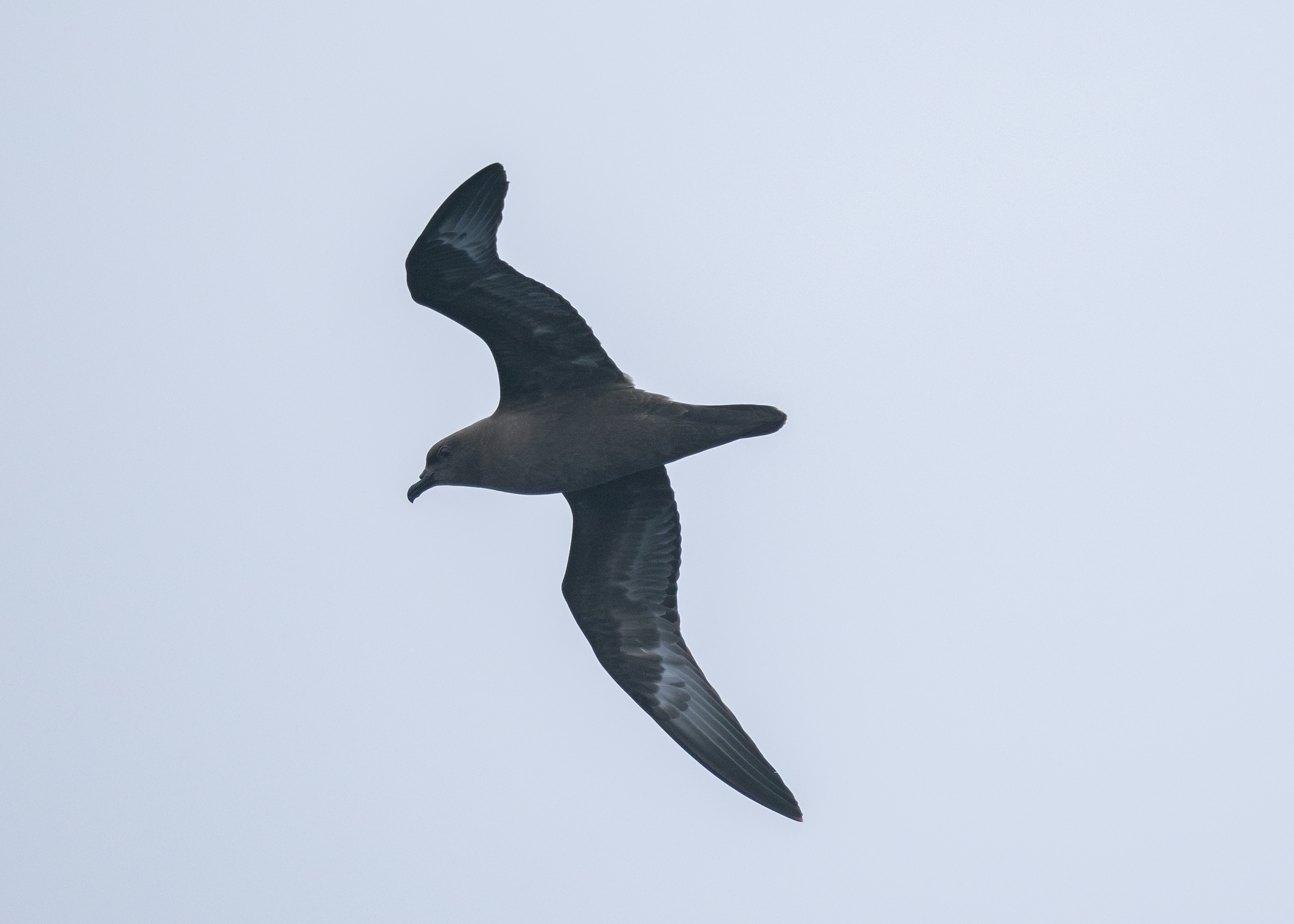 Trindade Petrel (Pterodroma arminjoniana), photo 6