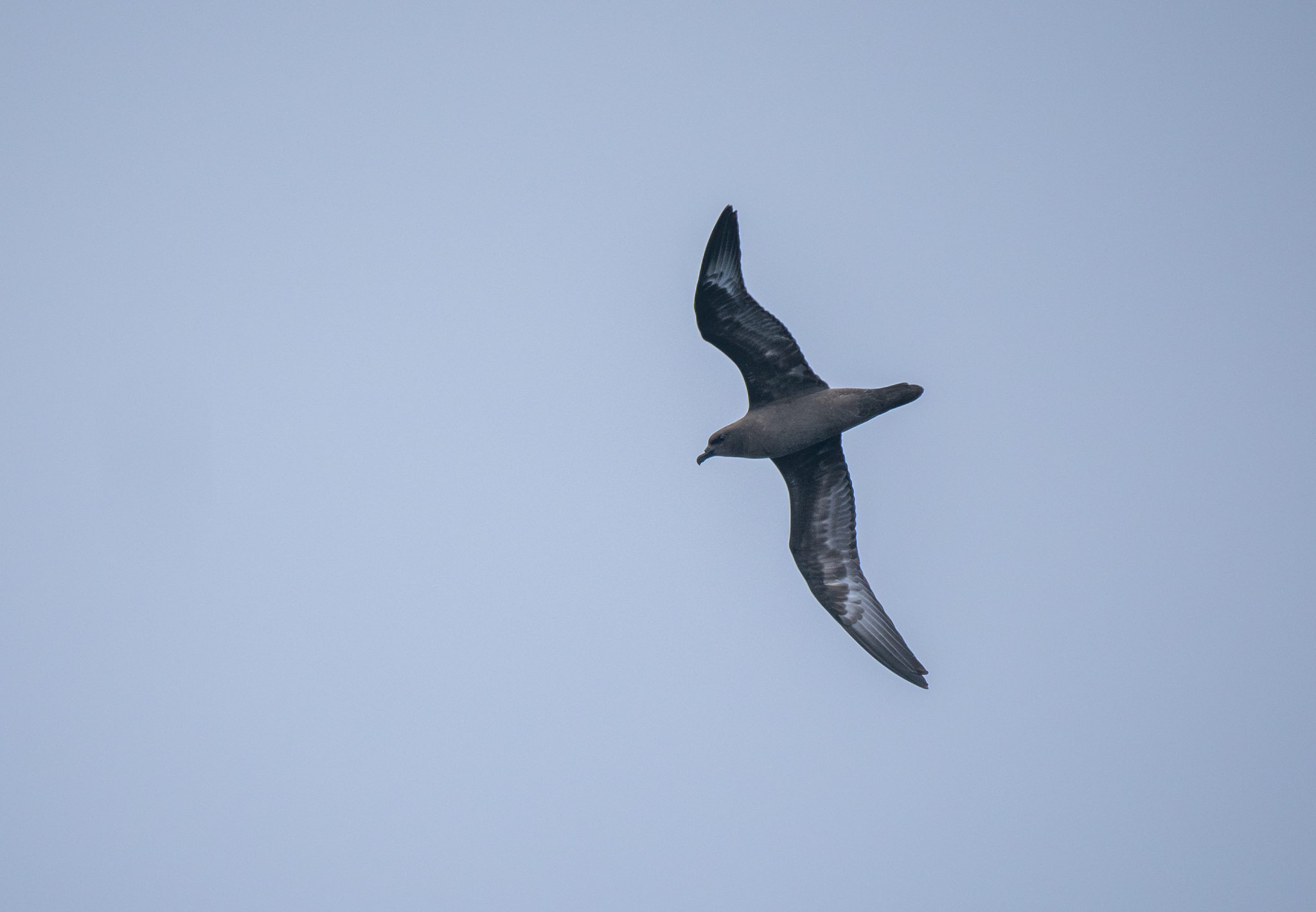 Trindade Petrel (Pterodroma arminjoniana), photo 8