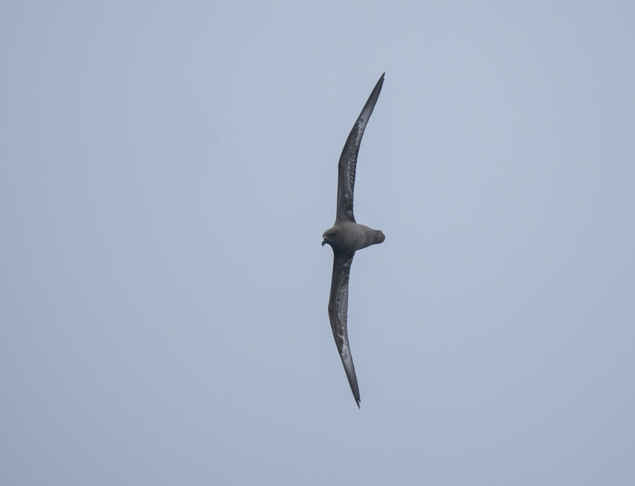 Trindade Petrel (Pterodroma arminjoniana), photo 7