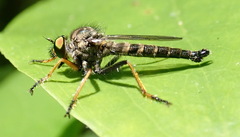 Neoitamus flavofemoratus