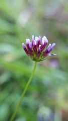 Trifolium variegatum