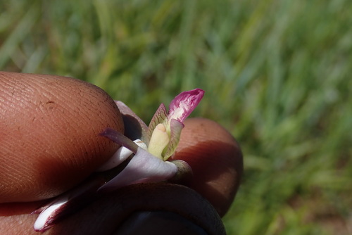 Image of Eulophia hians by no rights reserved