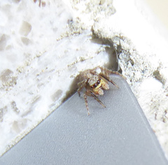 Pseudeuophrys vafra