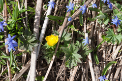 Trollius ranunculinus
