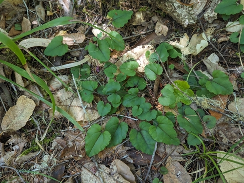 Image of Veronica californica by (c) Alexander Wentworth, some rights reserved (CC BY)