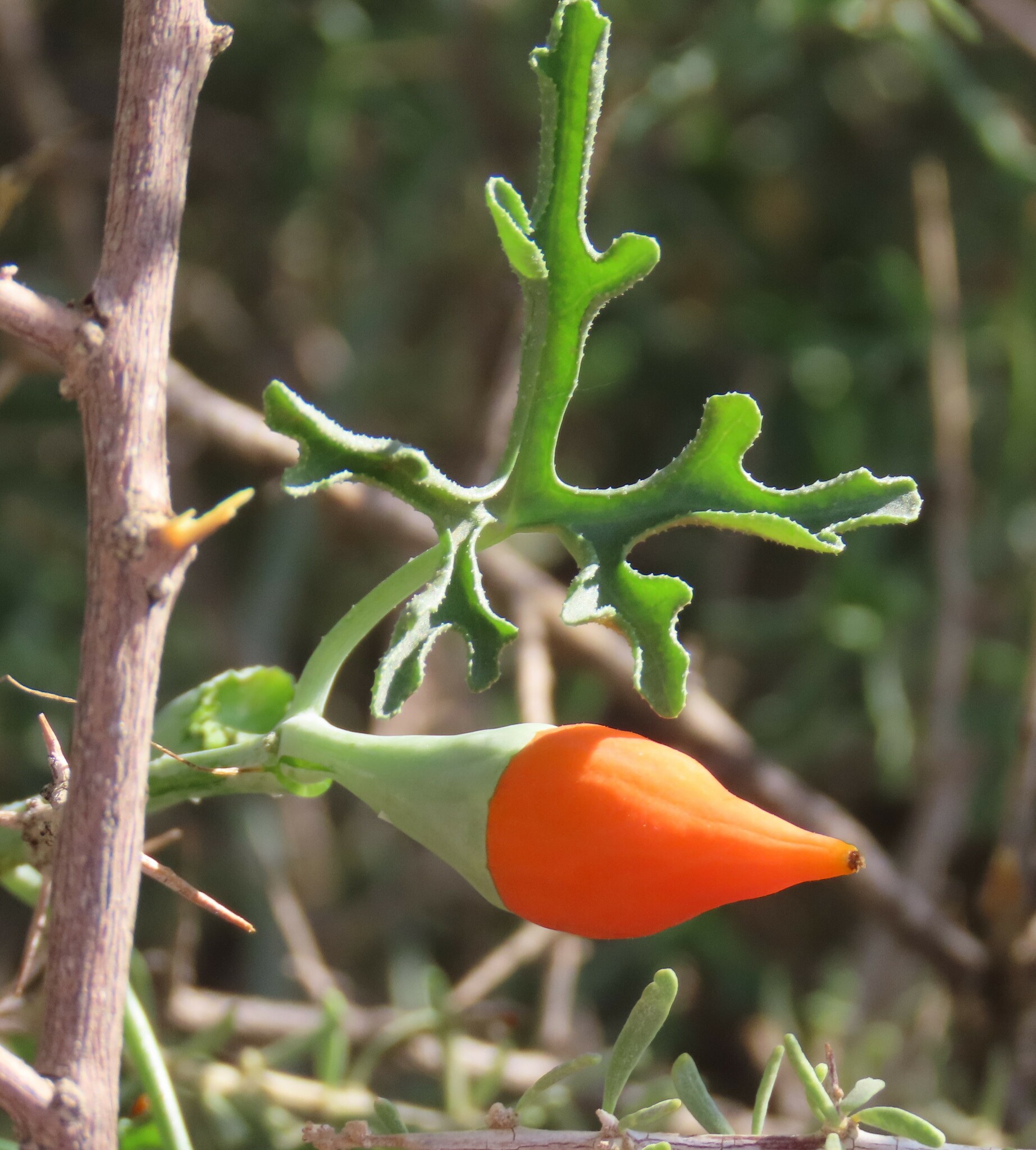 Corallocarpus
