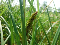 Carex lacustris