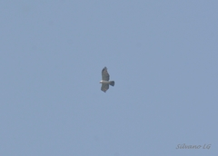 Spizaetus melanoleucus