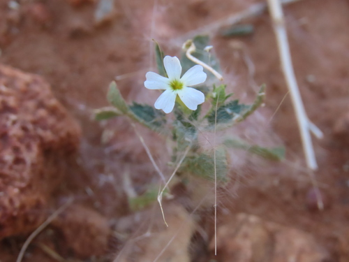 Jamesbrittenia megadenia (Jamesbrittenia megadenia)
