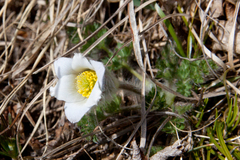 Pulsatilla albana