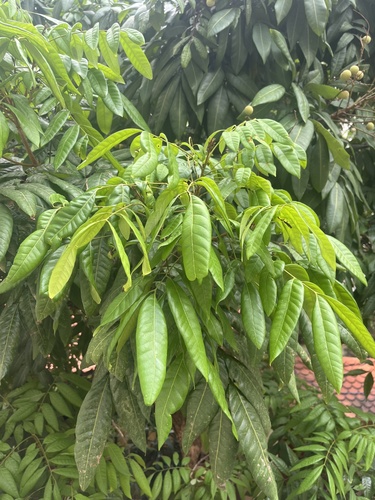 Litchi chinensis