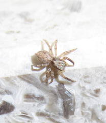 Pseudeuophrys vafra