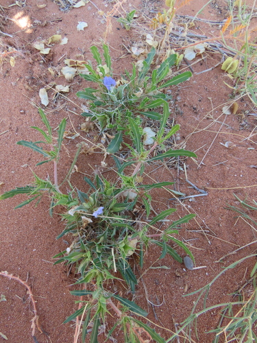 Image of Blepharis obmitrata by no rights reserved