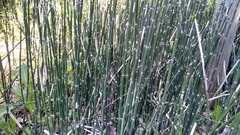 Equisetum laevigatum